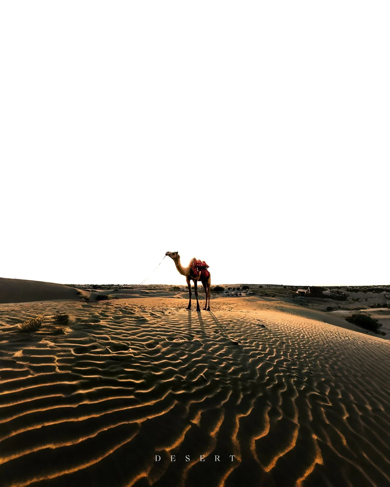 Thar Desert Experience